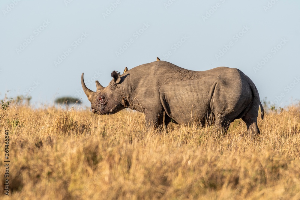 Fototapeta premium Big Rhino feeding grass on a quite morning in Maasai Mara national reserve