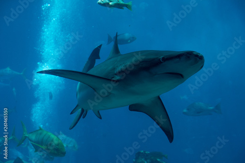 shark in aquarium © Robert