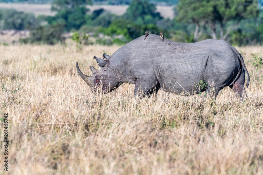Obraz premium Bleeding rhino after fight grazing alone in Maasai Mara