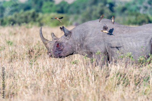 Bleeding rhino after fight and birds flying on its back in Maasai Mara