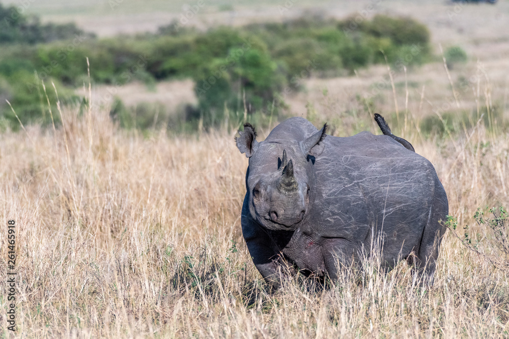 Obraz premium Big Rhino feeding grass on a quite morning in Maasai Mara national reserve