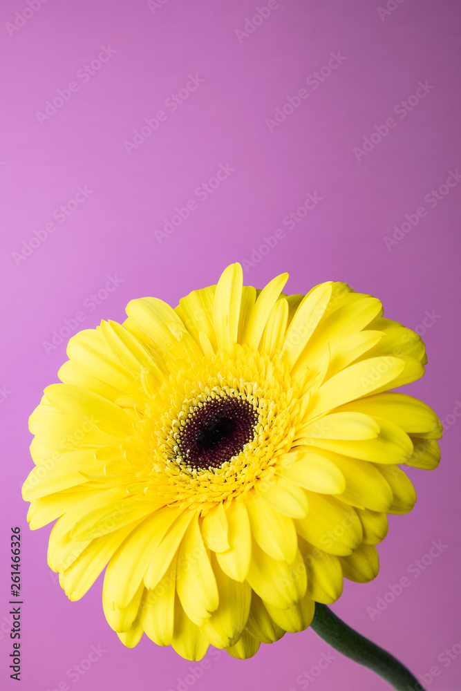 Bright yellow gerbera on a lilac background. The image is suitable as a background. Suitable for themes floristry, flower business, spring, summer. Bright yellow gerbera on a lilac background. The image is suitable as a background. Suitable for themes floristry, flower business, spring, summer.