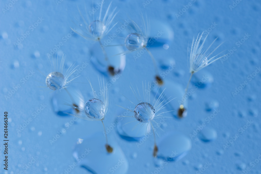 Naklejka premium Nasiona mniszka lekarskiego i krople wody