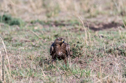 Tawny eagle eating left over animal skin in Maasai Mara national reserve © PRADEEP RAJA