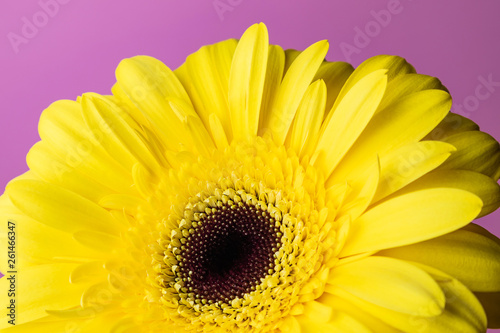 Bright yellow gerbera on a lilac background. The image is suitable as a background. Suitable for themes floristry  flower business  spring  summer.