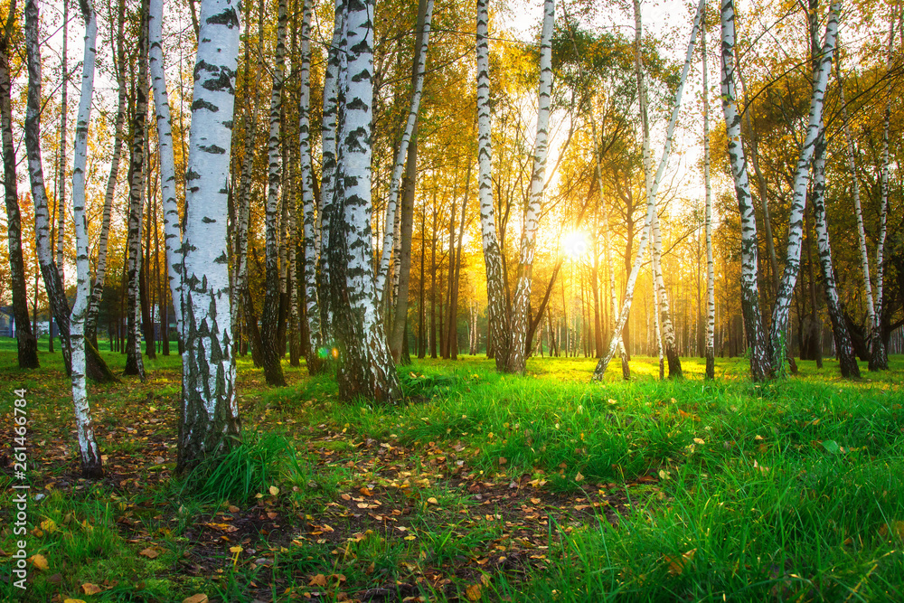 Fototapeta Piękny las brzozowy jesienią w jaskrawym świetle słonecznym.