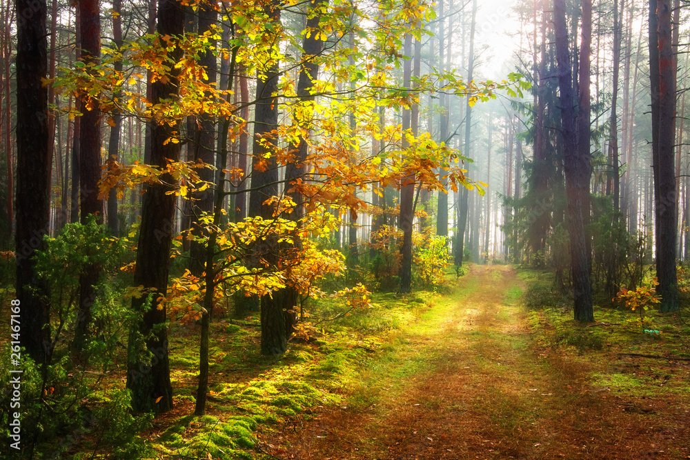 Autumn forest. Scenic autumn. Road in colorful woodland
