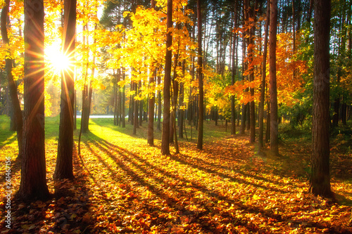 Obraz na płótnie Autumn forest w salonie