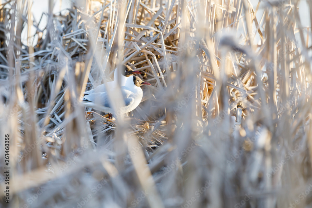 Fototapeta premium Terns breed in nest made of reed