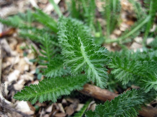 Green grass achillea millefolium