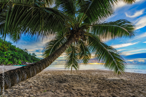 looking through palm leaf at sunset at anse georgette,praslin,seychelles 1