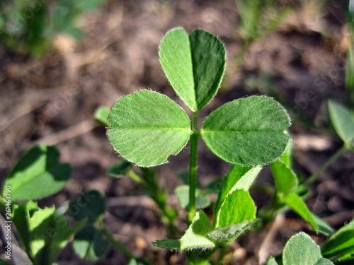 Plant medicago lupulina