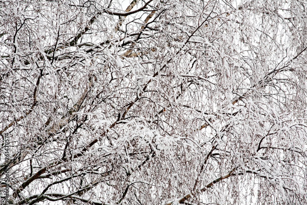 tree branches covered with white snow winter pattern tree branches covered with white snow winter pattern
