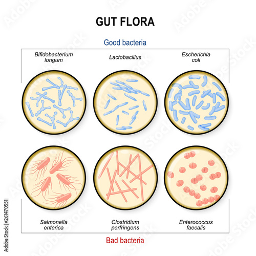 Gut flora. Bad bacteria: Clostridium, Enterococcus, Salmonella and Good bacteria: Lactobacillus, Bifidobacterium, Escherichia coli photo
