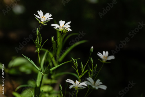 Fleurs blanches de printemps © Franck Chapolard