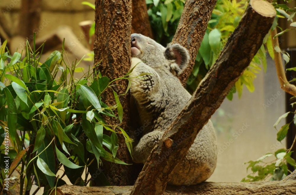 Fototapeta premium コアラ