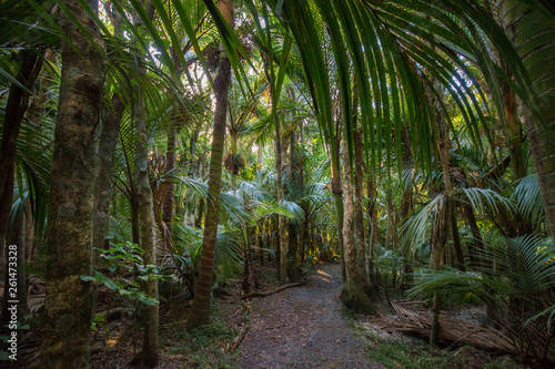 A pathway weaving through the tropical palm forest