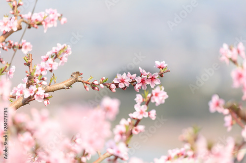 Peach Blossom - Spring of Japan -