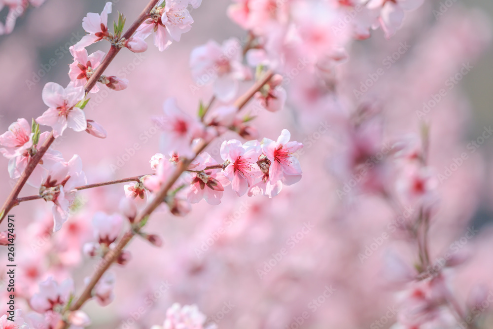 Peach Blossom - Spring of Japan -