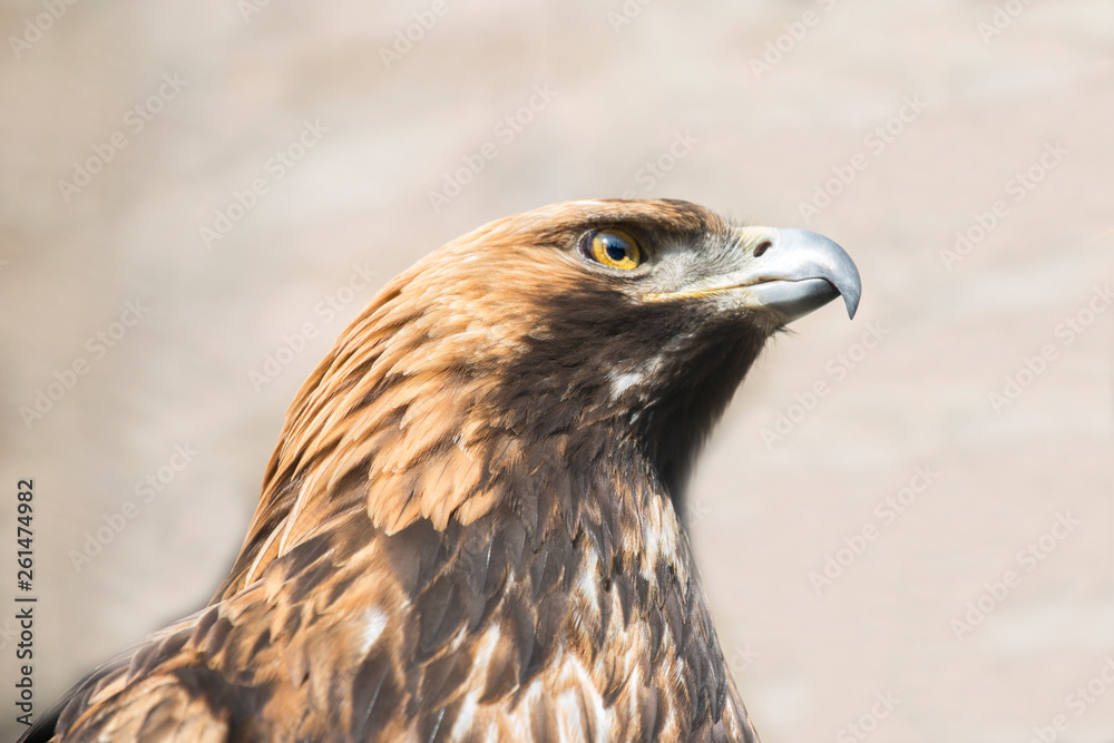 Golden eagle. Golden eagle is one of the most famous birds of prey of the family of hawks, the largest eagle. Eagles have long been a symbol of courage and nobility. Golden eagle. Golden eagle is one of the most famous birds of prey of the family of hawks, the largest eagle. Eagles have long been a symbol of courage and nobility.