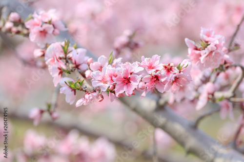 Peach Blossom - Spring of Japan - © norimoto