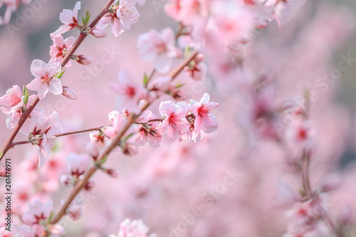 Peach Blossom - Spring of Japan -