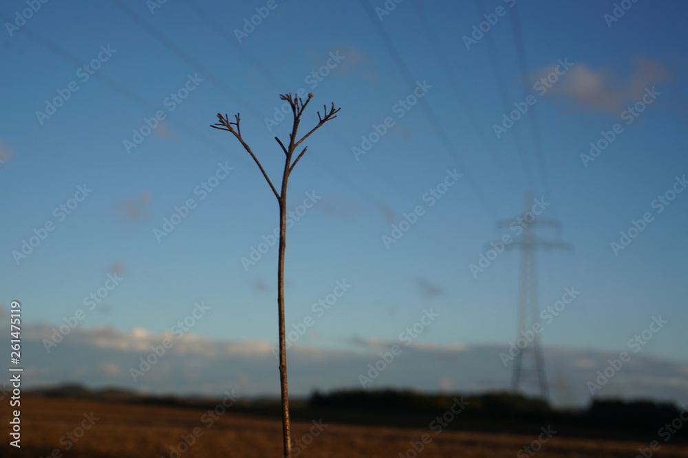 branch against blue sky