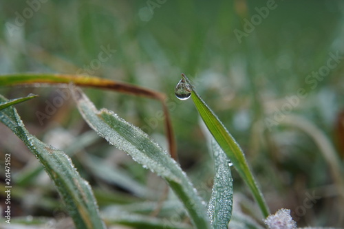 waterdrop on a blade of grass