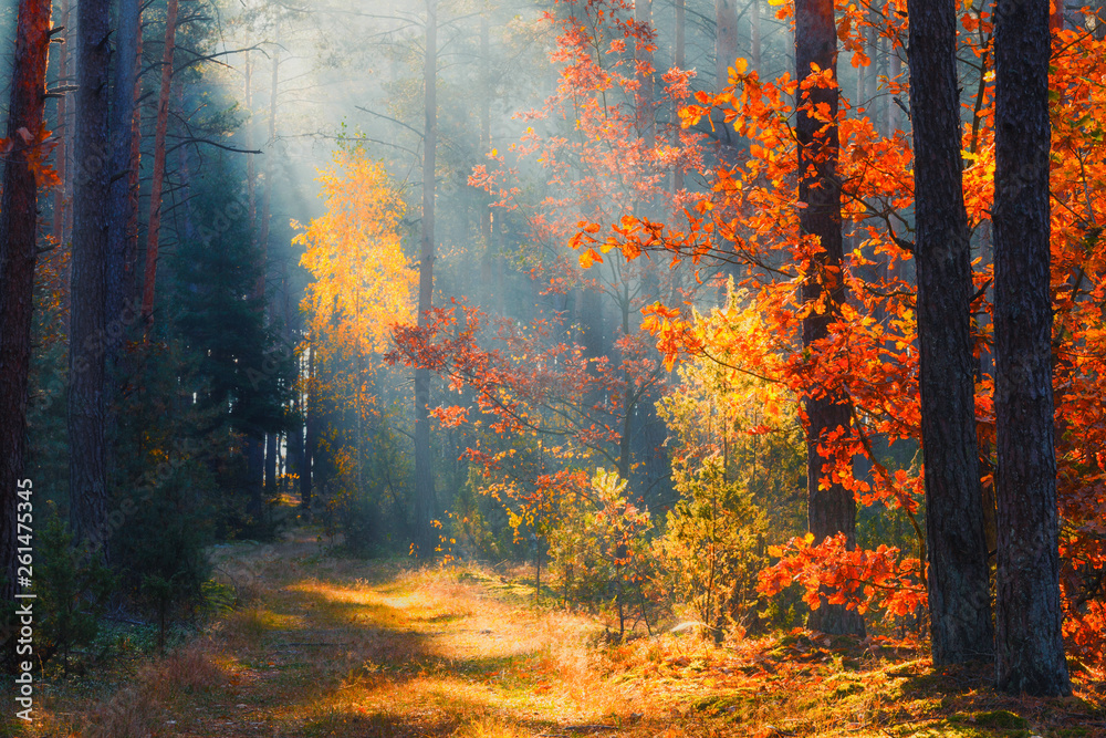 Picturesque autumn forest