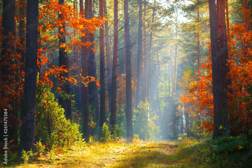 Autumn sunlight in forest Autumn sunlight in forest