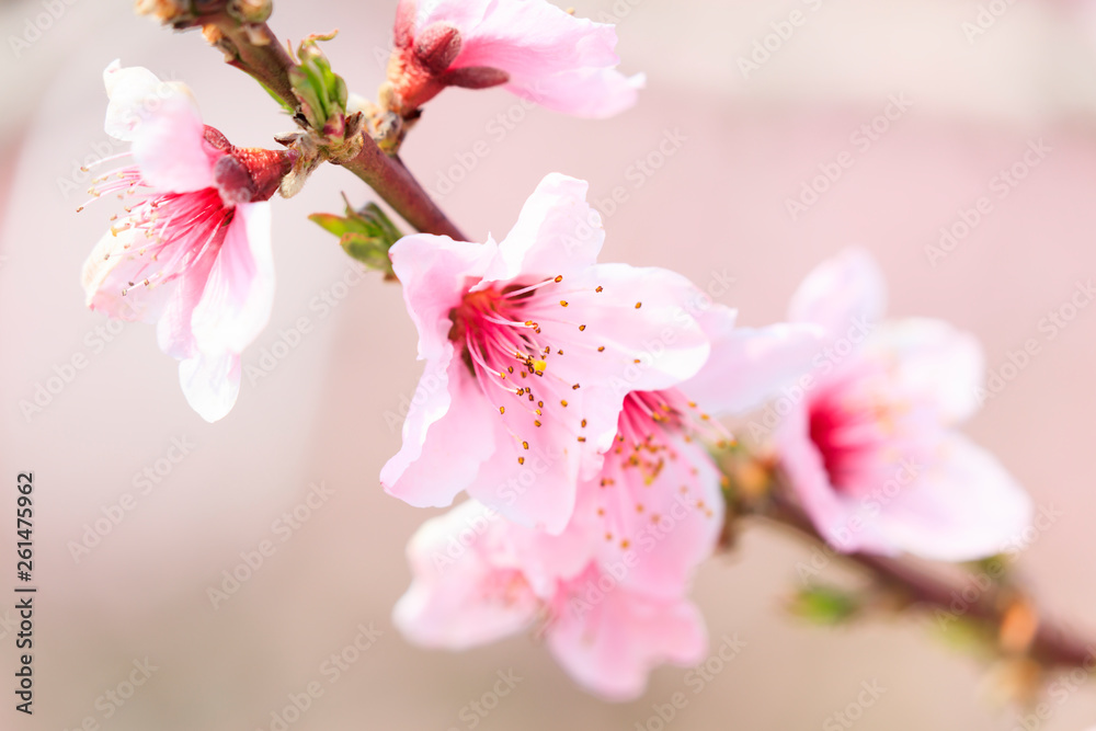 Obraz Peach Blossom - Spring of Japan -