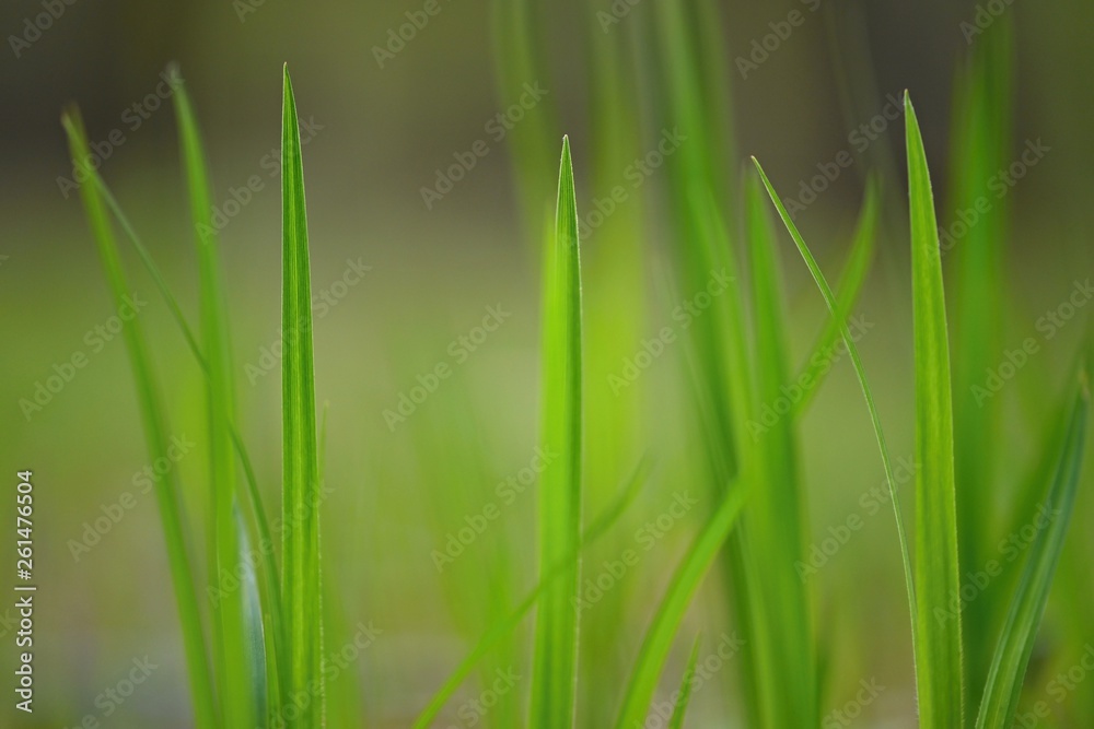 Beautiful natural green grass background. Beautiful natural green grass background.