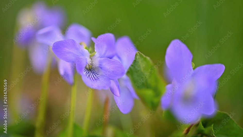 Beautiful spring purple flowers in the grass. First spring flowers.  (Viola odorata).