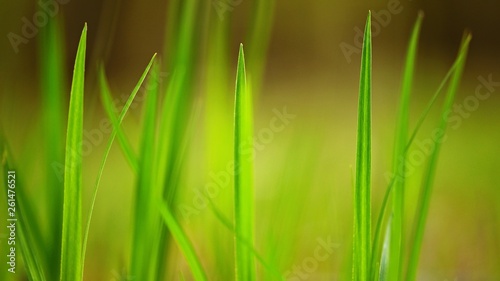 Beautiful natural green grass background.