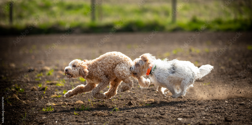 The Cockapoo