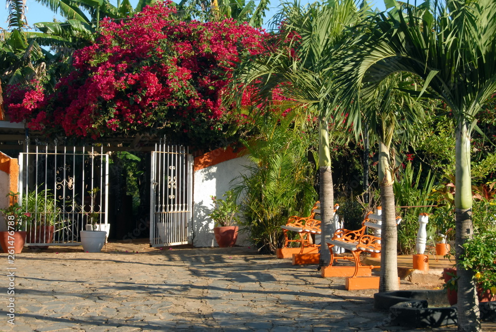 Vallée de Vinalès, bougainvilliers, portail blanc et palmiers, Cuba, Caraïbes
