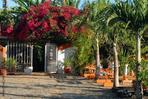 Vallée de Vinalès, bougainvilliers, portail blanc et palmiers, Cuba, Caraïbes