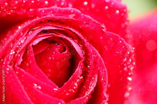 Droplets on rose flower.