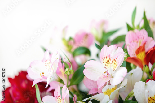 Fototapeta Naklejka Na Ścianę i Meble -  Closeup of spring pink alstroemeria flowers with soft focused green leaves on white background