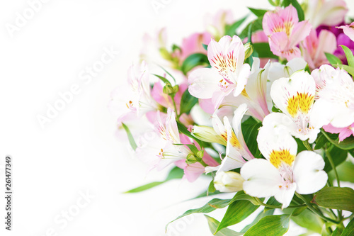 Closeup of spring pink alstroemeria flowers with soft focused green leaves on white background