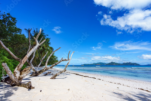 Branches in the white sand of the beach at anse severe  la digue  seychelles 2