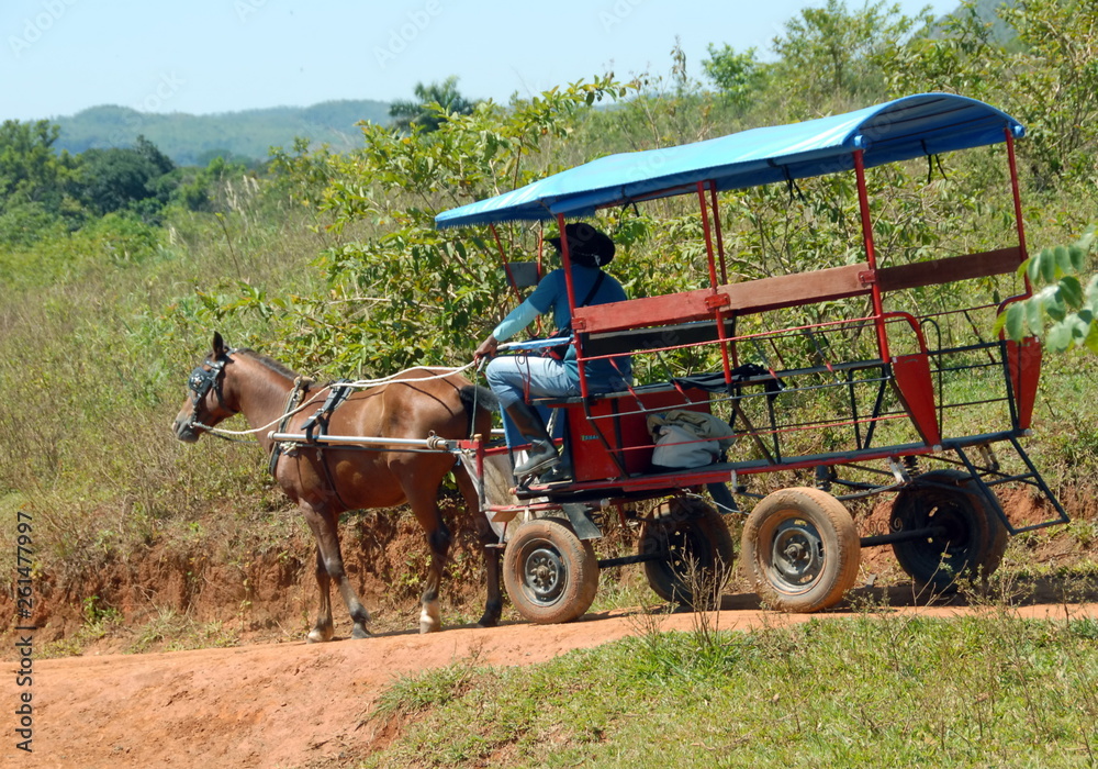 Obraz premium Vallée de Vinalès, charette et cheval à l'arrêt le long d'un chemin de terre, Cuba, Caraïbes