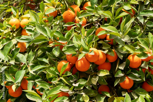 Wallpaper Mural Africa morocco oranges grow among pollen trees Torontodigital.ca