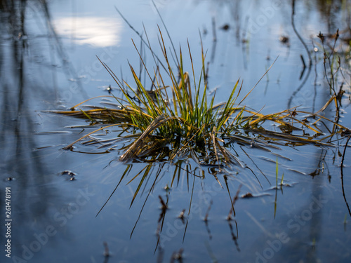 Gräser im Wasser