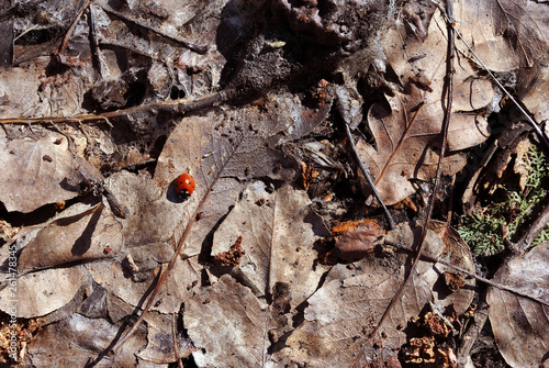 Lady bug sitting on dry brown leaves, close up detail top view