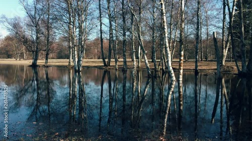 Aspen trees reflecting on a blue spring pond.