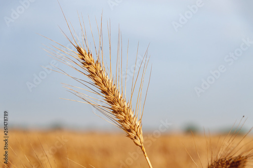 Golden ears of wheat