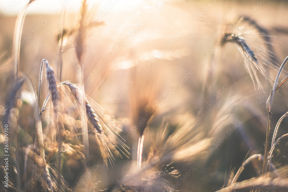 Summer golden cereal fields macro in depth Summer golden cereal fields macro in depth