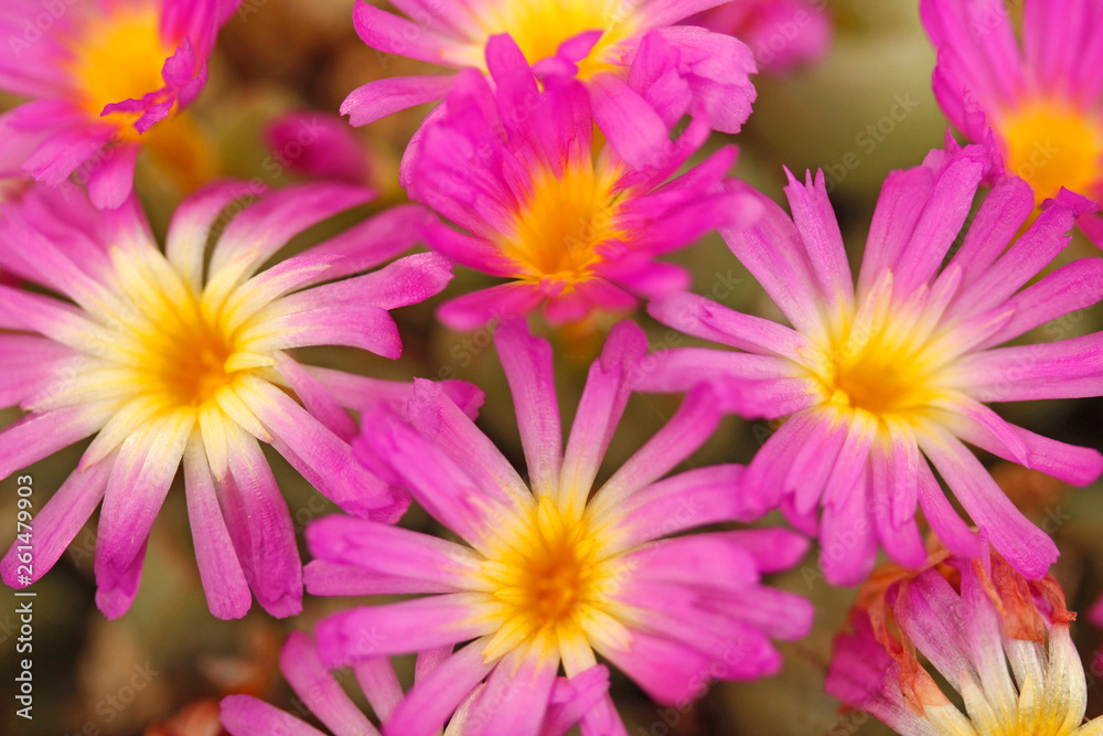 Conophytum bicarinatum.. Conophytum bicarinatum..