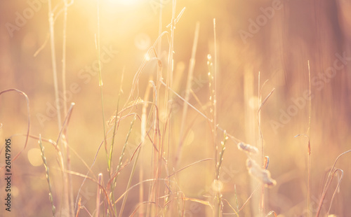 Golden summer sun meadow still backround 